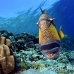 triggerfish_titan_bro_b_ni_h_0568_egy1043.jpg